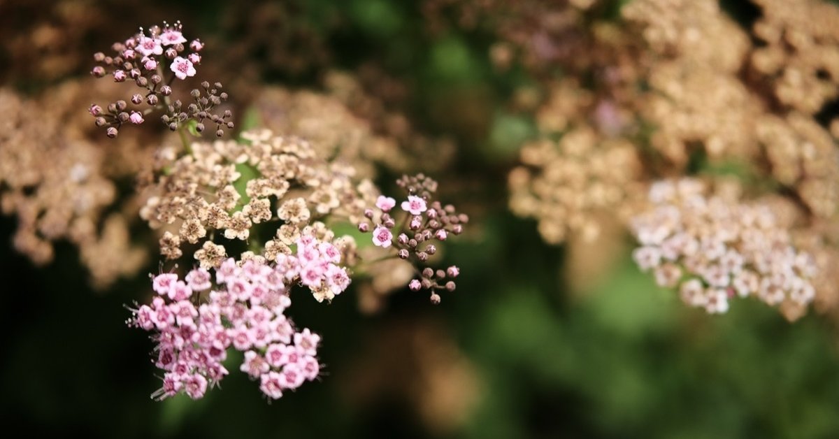 6月14日の誕生花はシモツケ。｜ハタモト 