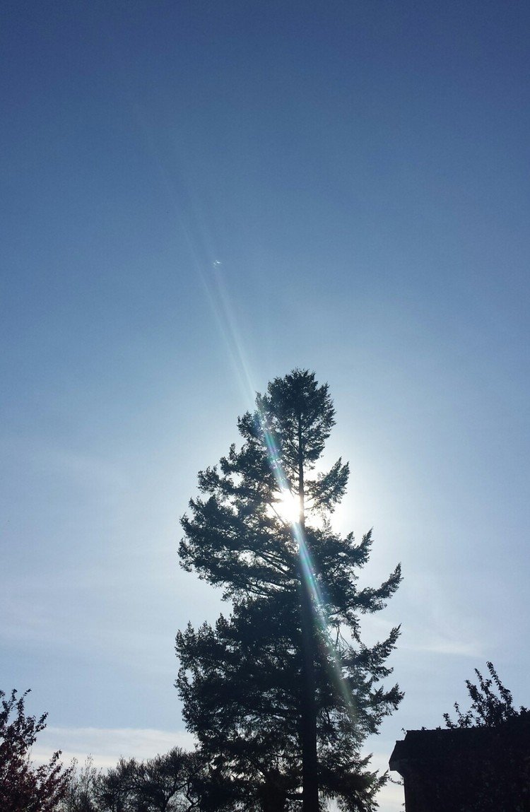 お気に入りの木。6:00pmなのにまだまだ太陽が高いね。20メートルぐらいあるかな？そんな大きな木が住宅街の中にたくさんある♪