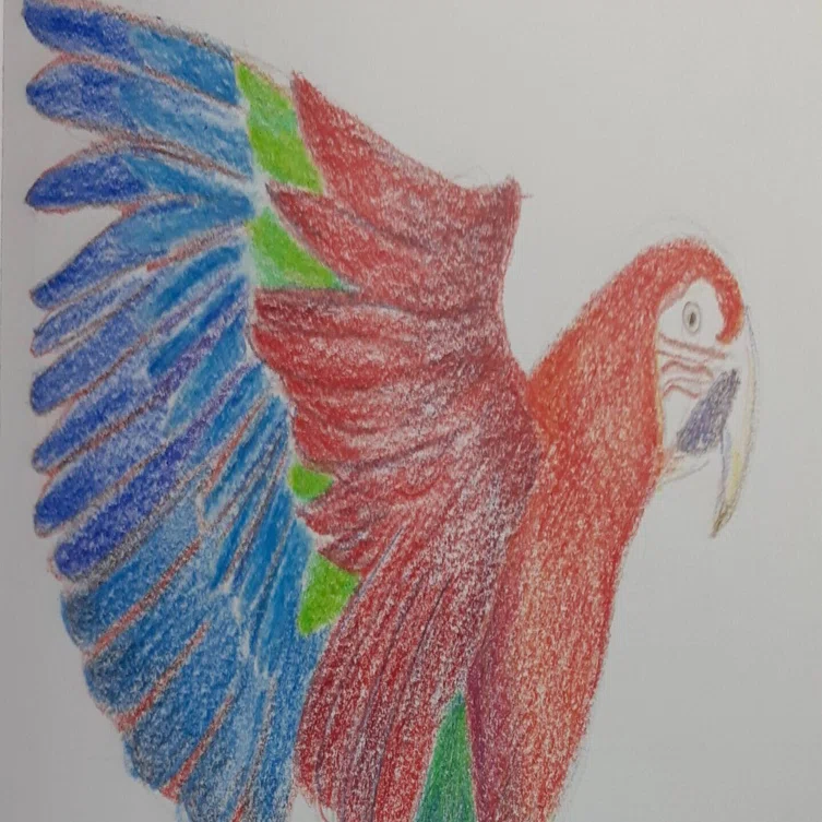 コンゴウインコを描いて、思い出した漫画｜立待月@クレヨン時々色鉛筆