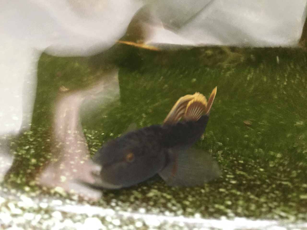 ヨシノボリ が行方不明になり約1週間 ミイコ Note ヨシノボリ が行方不明になり約1週間 ミイコ Note