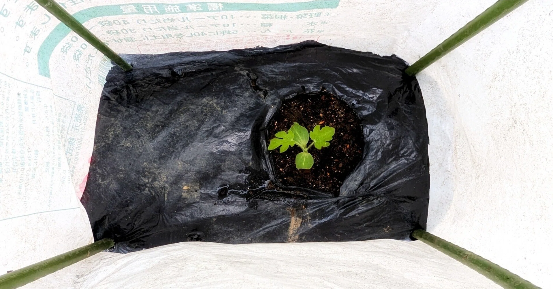 台風の芽 野良スイカの植え付けをしました｜annon