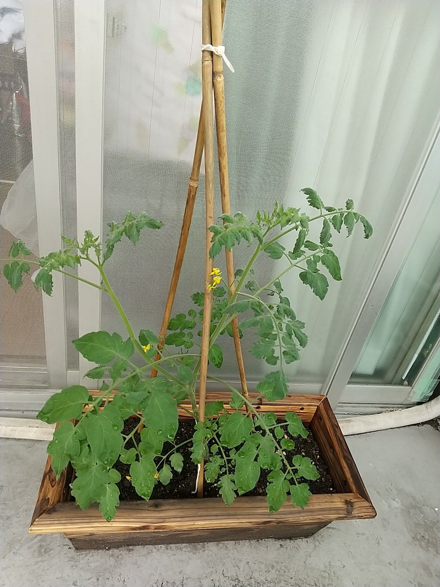 プチトマト 脇芽をかりすぎた感 ふたごさん Note