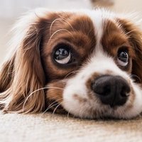 おととい一晩中ひたすら風船の結び目をほどき続けたのでコツを書き残す いしいけい Note