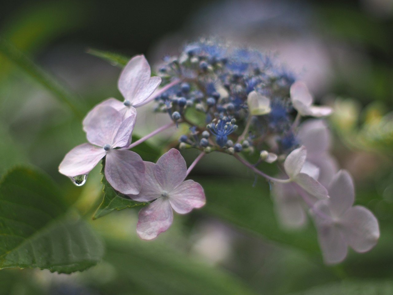 紫陽花の季節 毒多 Note