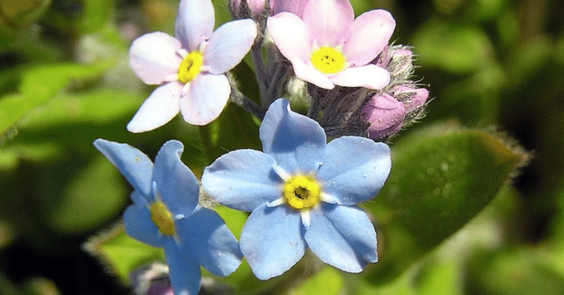 Day 324 Forget Me Not Tafst10 Note