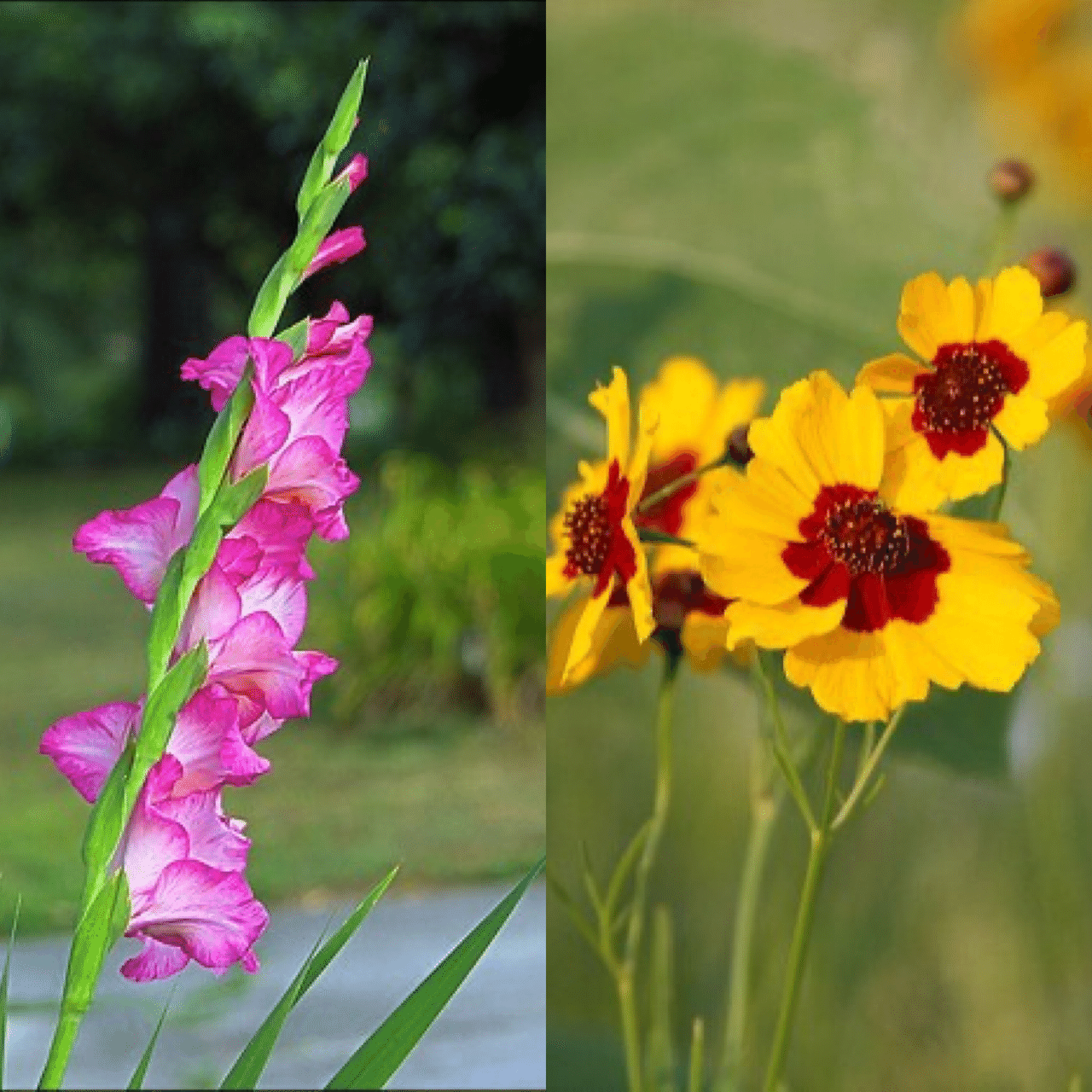 6月14日お誕生日の方おめでとうございます 今日の誕生花の花言葉は グラジオラス 密会 用心 思い出 忘却 勝利 ハルシャギク いつも陽気 一目惚れ 今日も素敵な1日になりますように Monstera18 Note