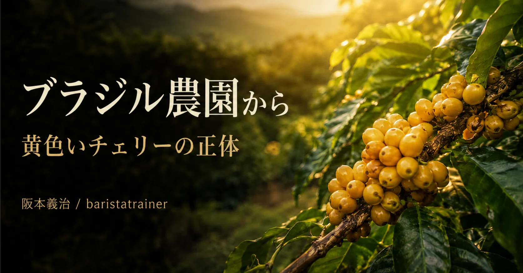 直子100㎝◆幻の、ゴールデンブラジル◆耐寒強く低木.早生で収穫早い優等種 ブラジル・MIO農園の収穫現場から。品種、木の管理、チェリーの品質