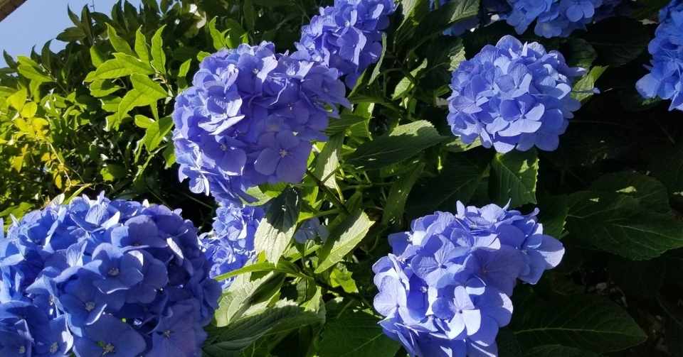 紫陽花の色 花言葉 朝比奈まり子 Note