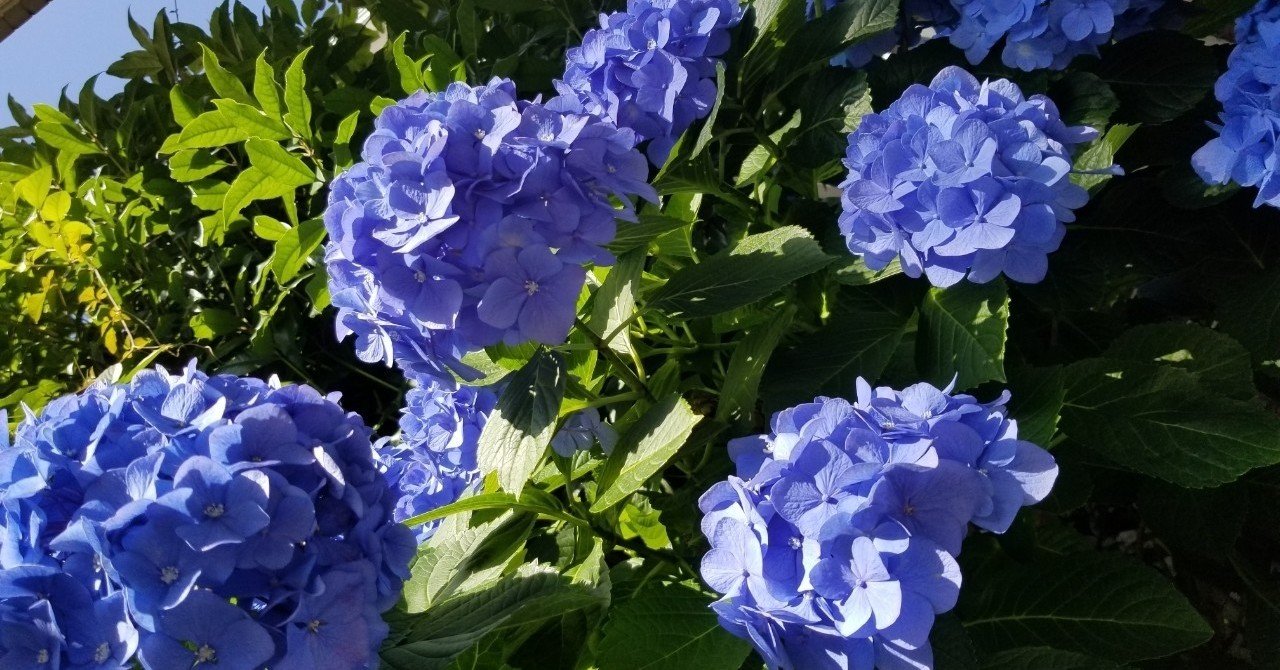 紫陽花の色 花言葉 朝比奈まり子 Note
