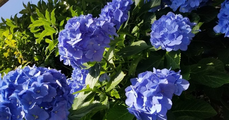 紫陽花の色 花言葉 朝比奈まり子 Note