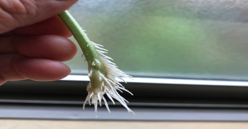 簡単にバジルを増やす方法 Hackai Watanabe Note