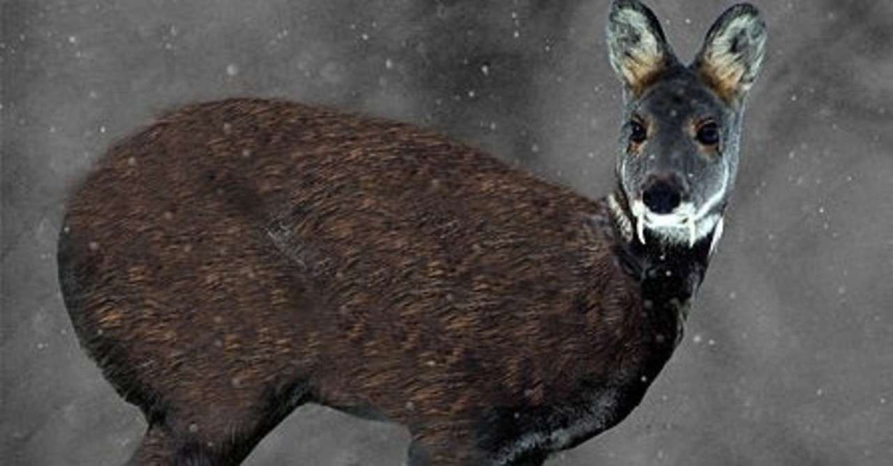 ペース うっかり 無線 ジャコウジカ 香水 Butterfly8 Flute Jp ペース うっかり 無線 ジャコウジカ 香水 Butterfly8 Flute Jp