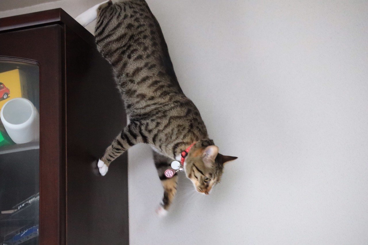 ネコの身体能力 たかし兄 Note