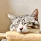 ささって三日