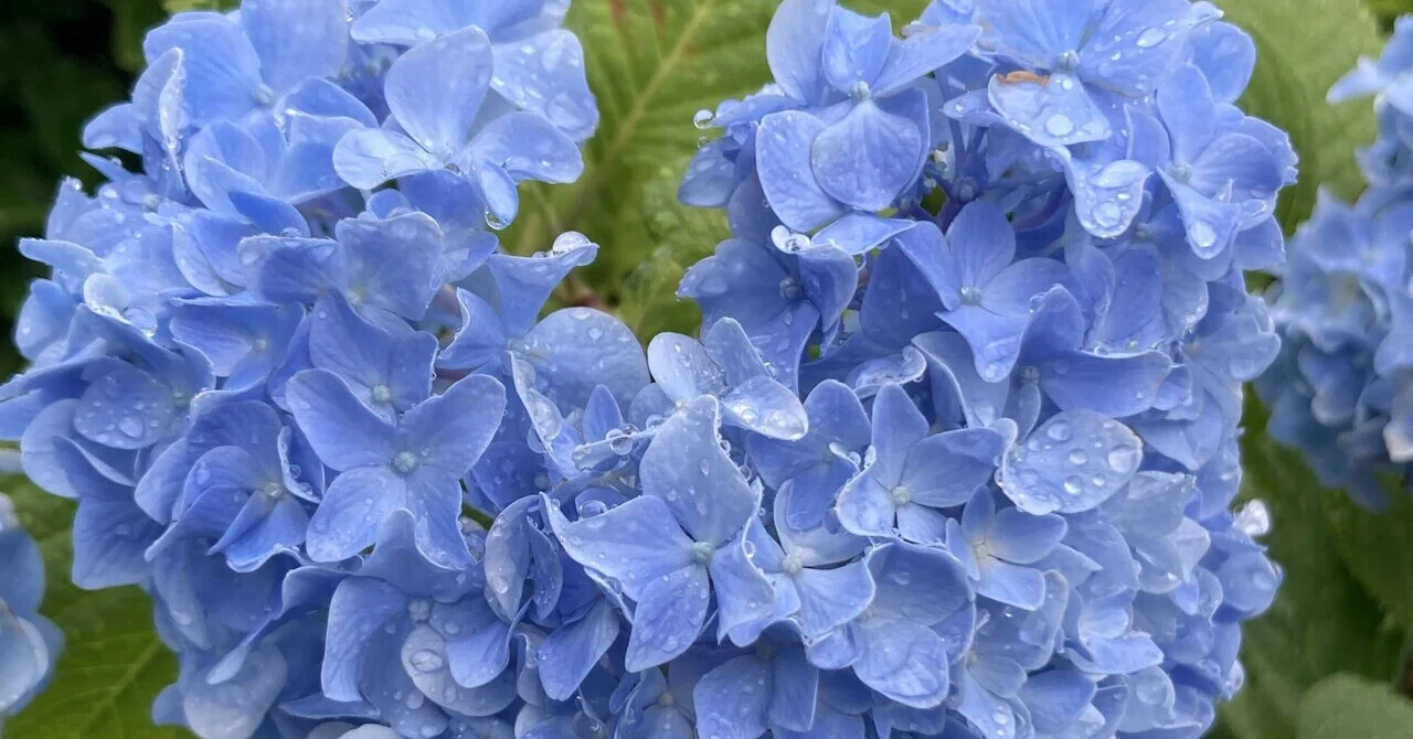 紫陽花は喜んでいる｜yori