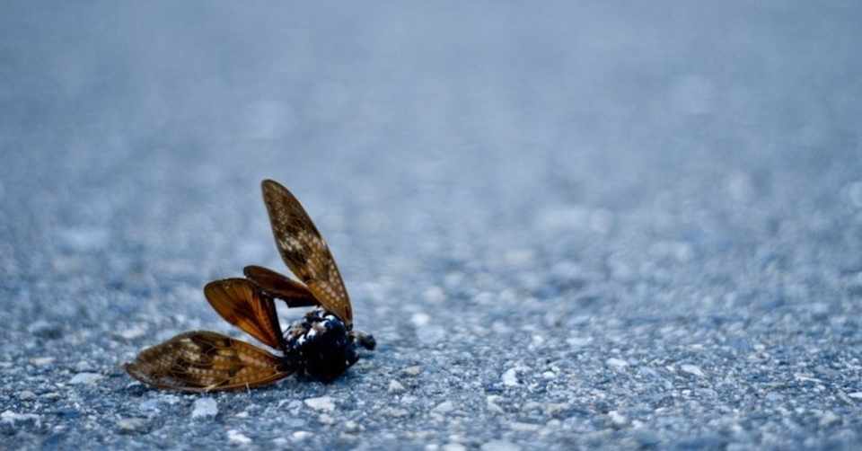 質問 ひとがしぬ百合小説のオススメについて Holy Sugar Note