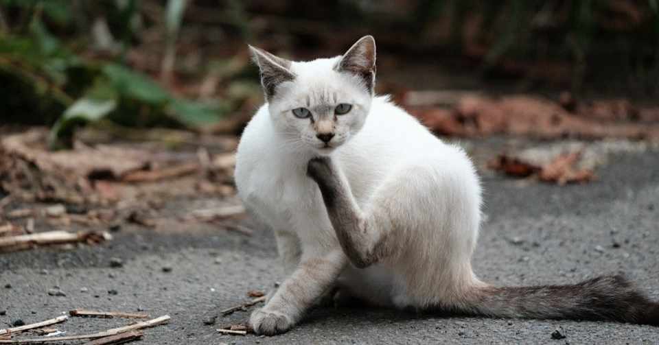 とりあえず立ってみる 寝る子猫ネコ Note