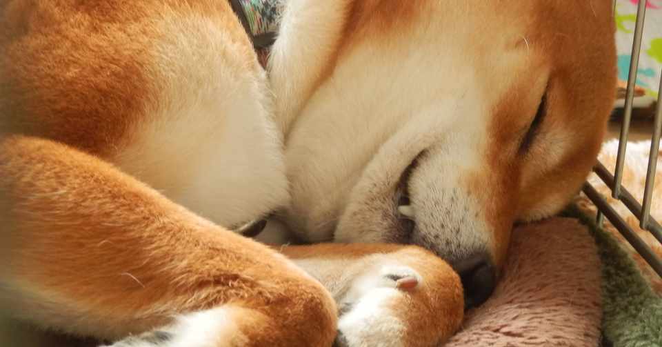とてつもない親子 長渕剛と蓮 柴犬とスピリチュアル Note