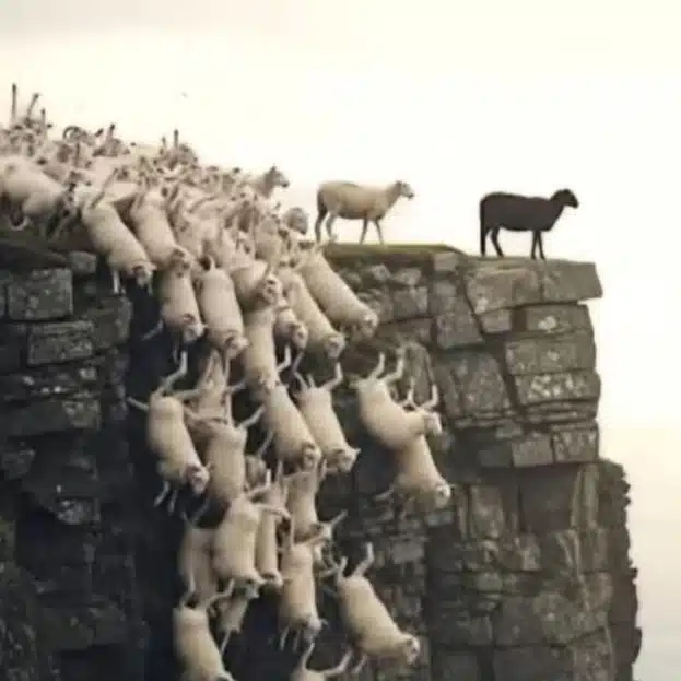究道🕊️爺