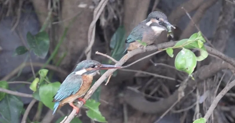 カワセミの幼鳥7羽が巣立った！
