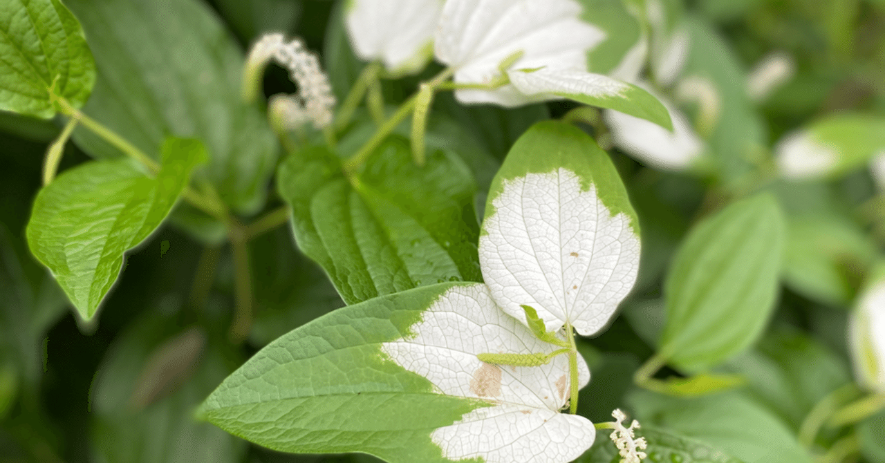 花言葉 内に秘めた情熱 Echo Note 花言葉 内に秘めた情熱 Echo Note