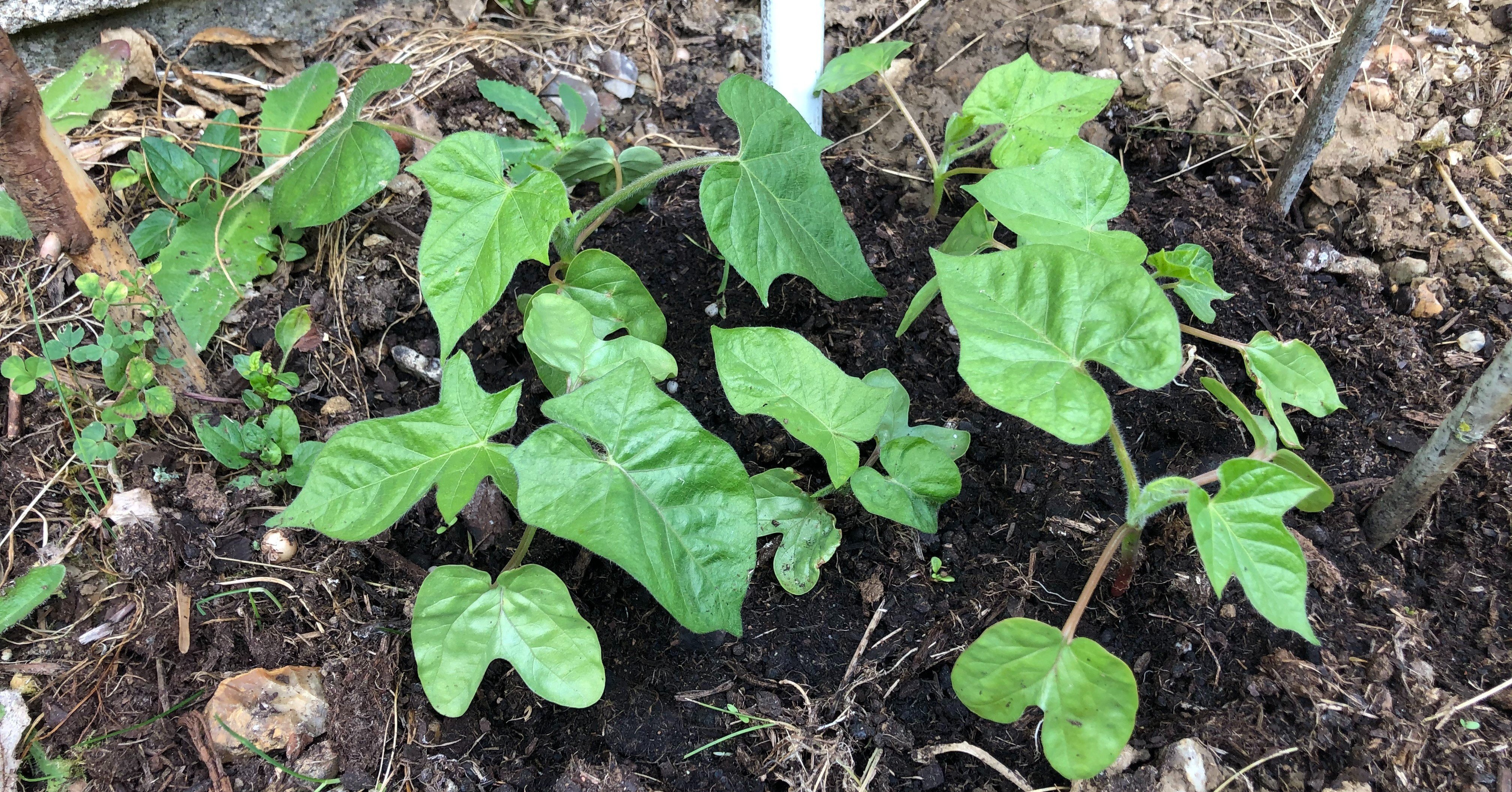 ヘチマの苗が虫に葉っぱを食べられほぼ全滅の状態になってしまった あんずだけ Note ヘチマの苗が虫に葉っぱを食べられほぼ全滅の状態になってしまった あんずだけ Note
