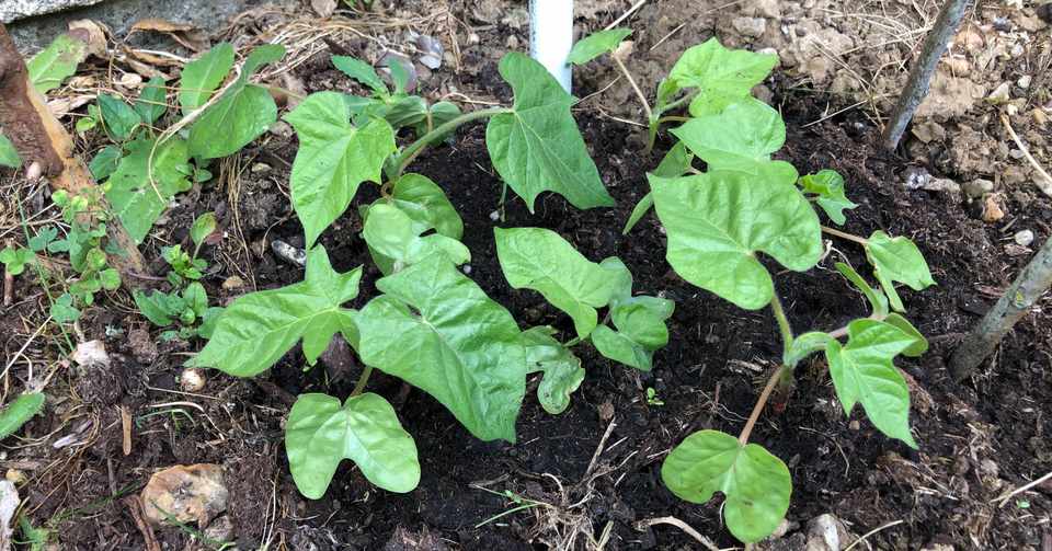 ヘチマの苗が虫に葉っぱを食べられほぼ全滅の状態になってしまった Domasa Note