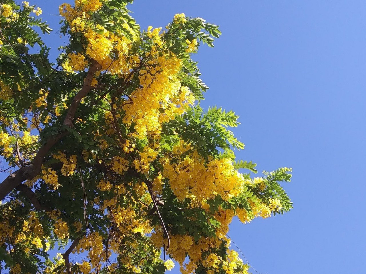 今日のハワイ この黄色い花はシャワー ツリーの花 Hoʻomelemele ホ オメレメレ To Paint Yellow Kahale Uchi Note