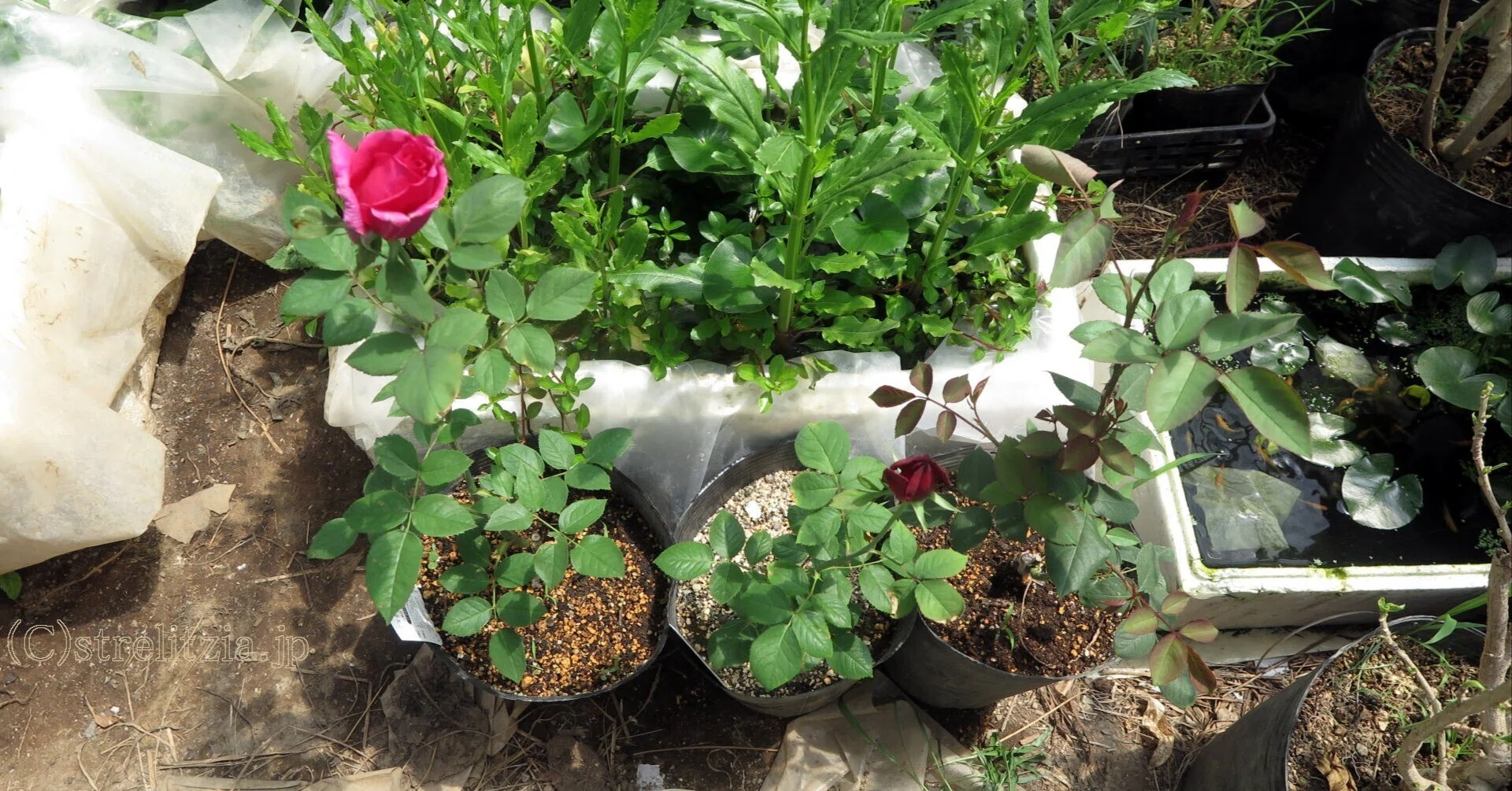 バラの品種間違い｜極楽鳥花植物園