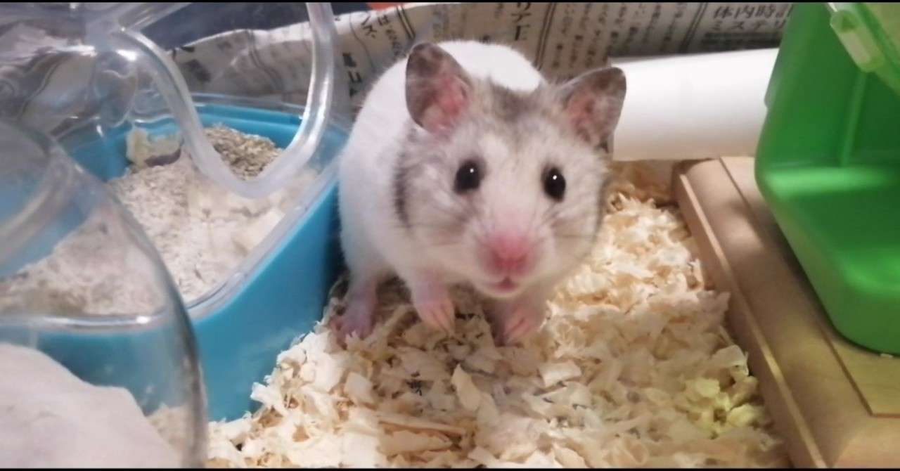 のび太 ネズミを飼う のび太 33歳 Note