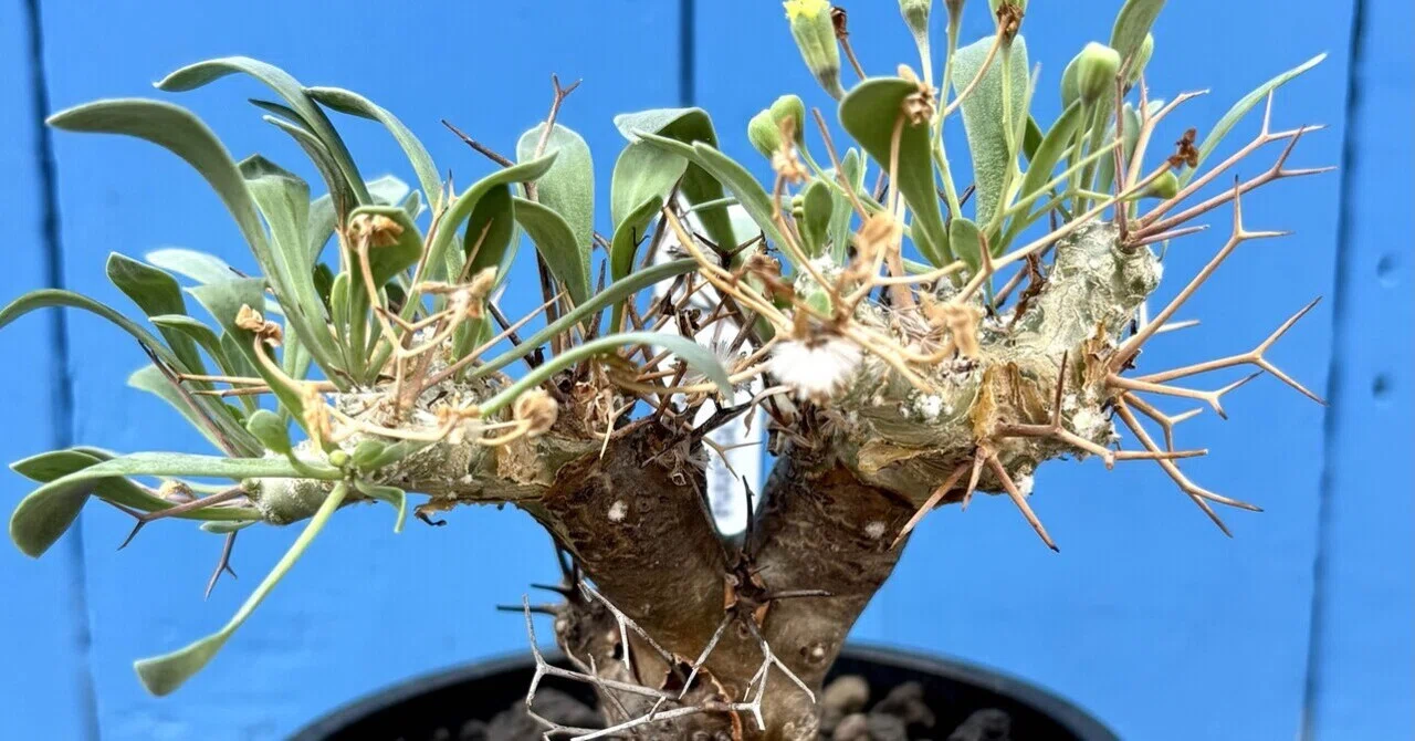 オトンナ|ユーフォルビオイデス|また、鬼👹｜cova 塊根植物に沼った