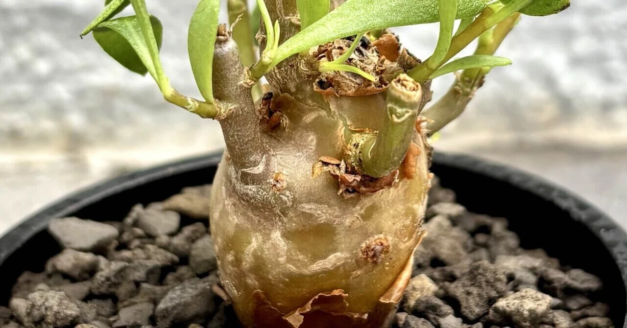 オトンナ|レトロフラクタ|脱皮｜cova 塊根植物に沼った美容師の独り言