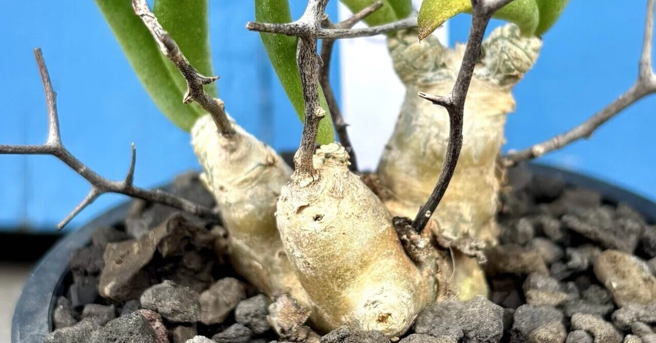 チレコドン|レティキュラーツス|アフロ｜cova 塊根植物に沼った美容師