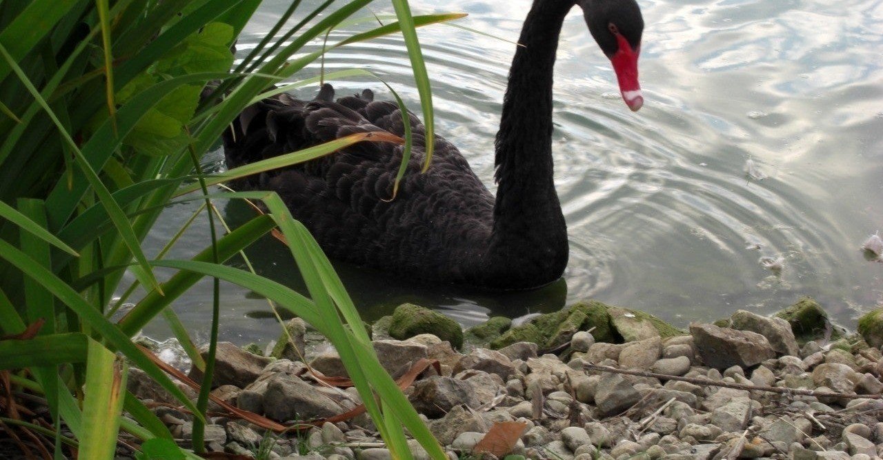 「ブラック・スワン」ナシーム・ニコラス・タレブ著