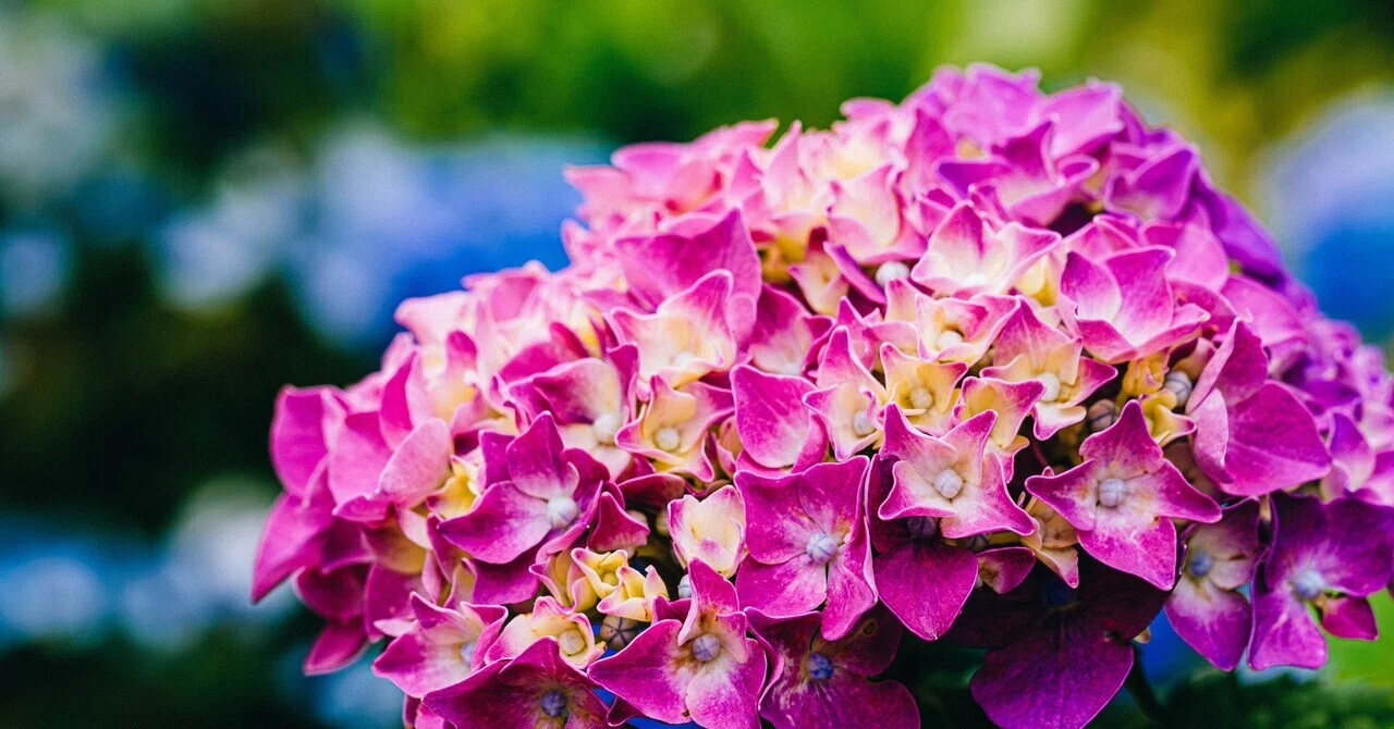 紫陽花　6セット 雑記】FDレンズで紫陽花を接写｜どいしゅんすけ