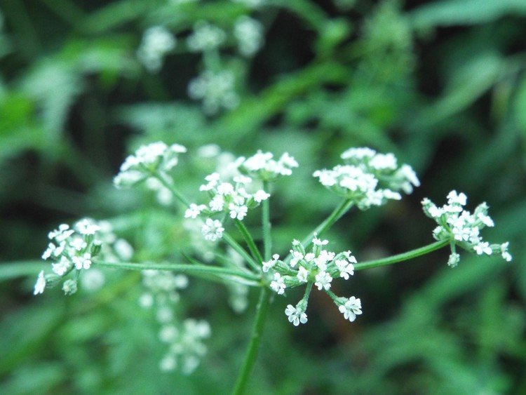 今日は降ったりやんだり昨日に続き気温も高すぎず低すぎず。こちらは #セリの花 