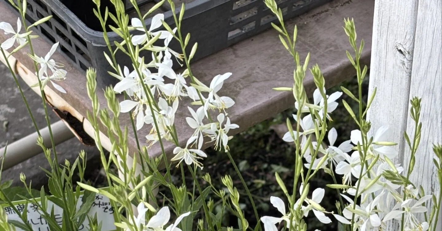 今週のお花（6月4日）可愛いガウラが入荷しました｜sola og planta