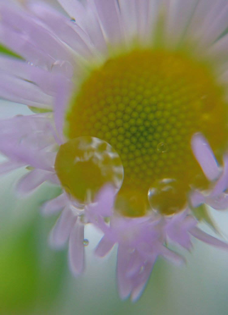 こちらハルジオン❁.*･ﾟ❁.*･ﾟ