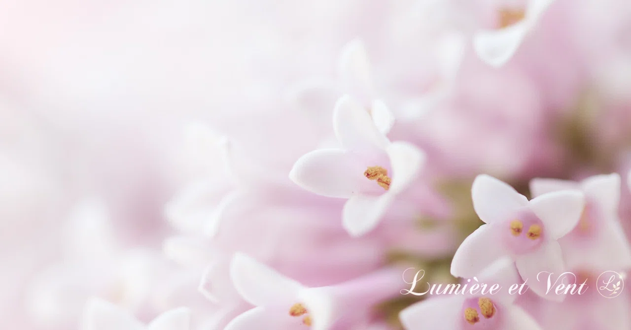 そっと繰り返し （詩・愛）｜花陽 ✧ 光と風の丘へ