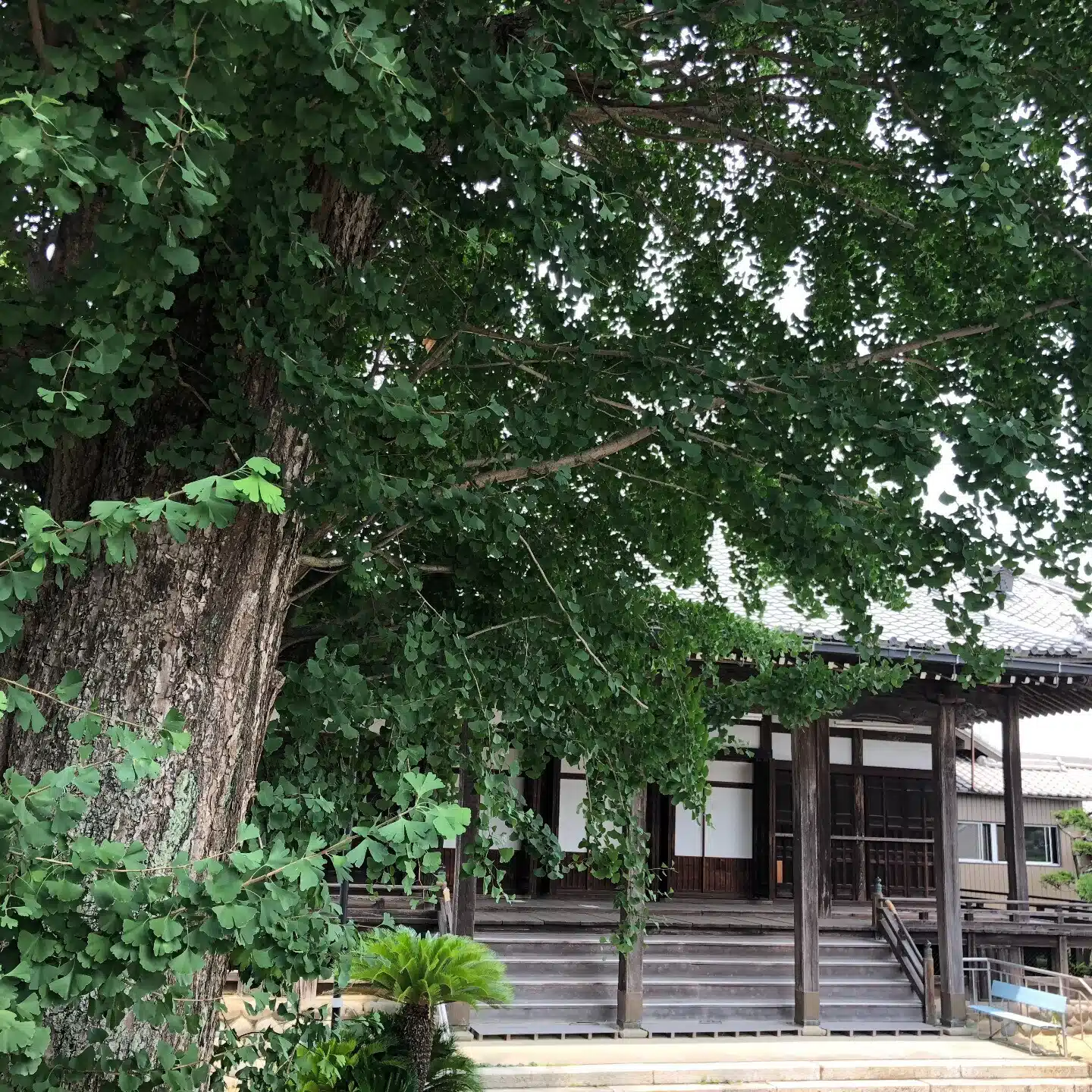 春伊館｜尾張貫流槍術・柳生新陰流兵法