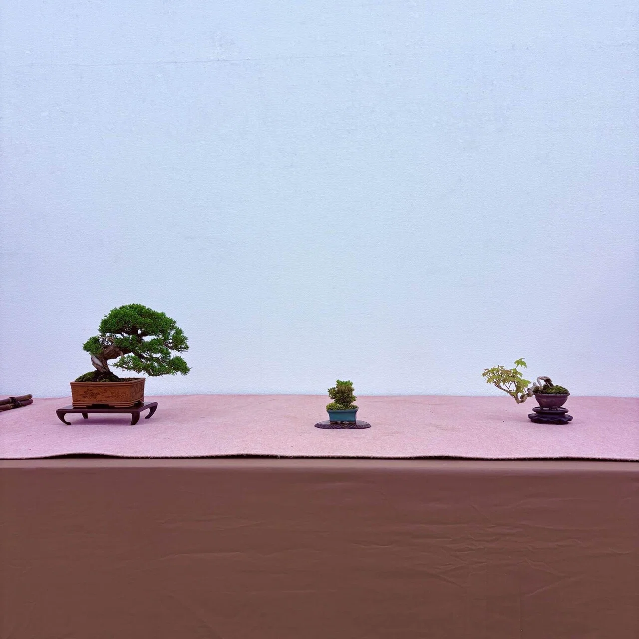 Bonsai #49 Exhibition - Extra Edition -｜natural margins-盆佳庵-