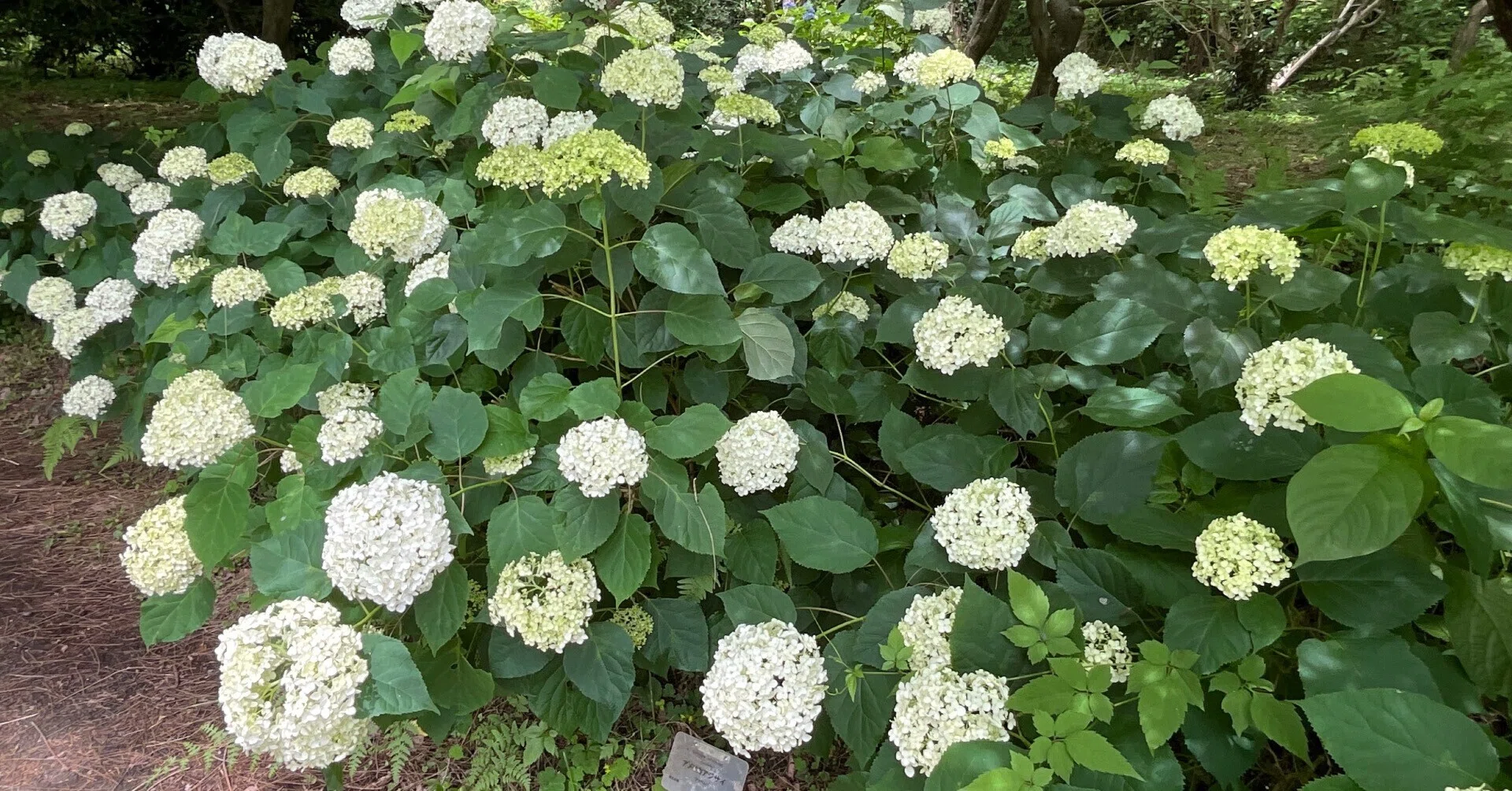 アメリカノリノキ（アメリカアジサイ） 'アナベル'（京都府立植物園