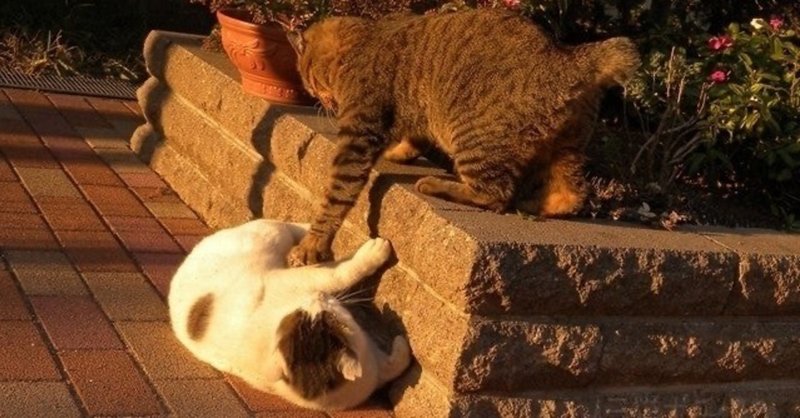 いじめられて 優しいヤツ になったら 損した話 ヨウ 児童養護施設出身の大人 note