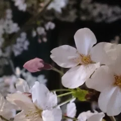 高3エクストラ数学について｜Girafaaaaaaaaaaaarig