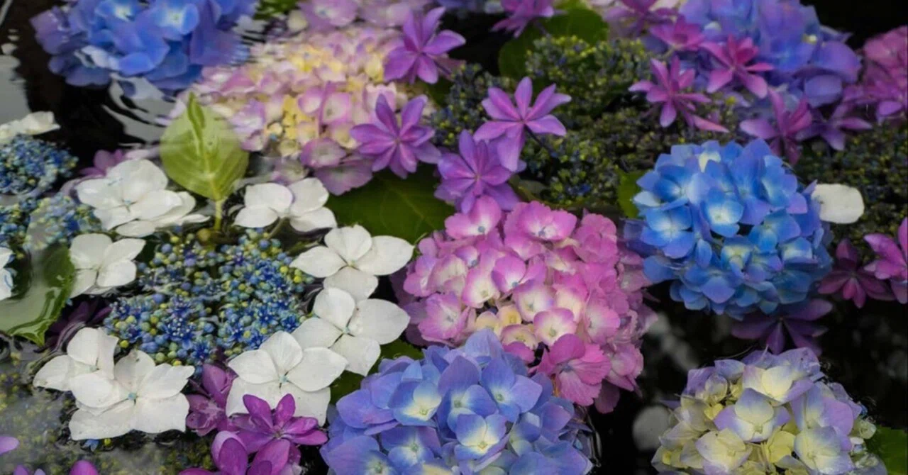 紫陽花画 紫陽花の花手水 | LUMIX TX3｜borichan | 旅するカメラ