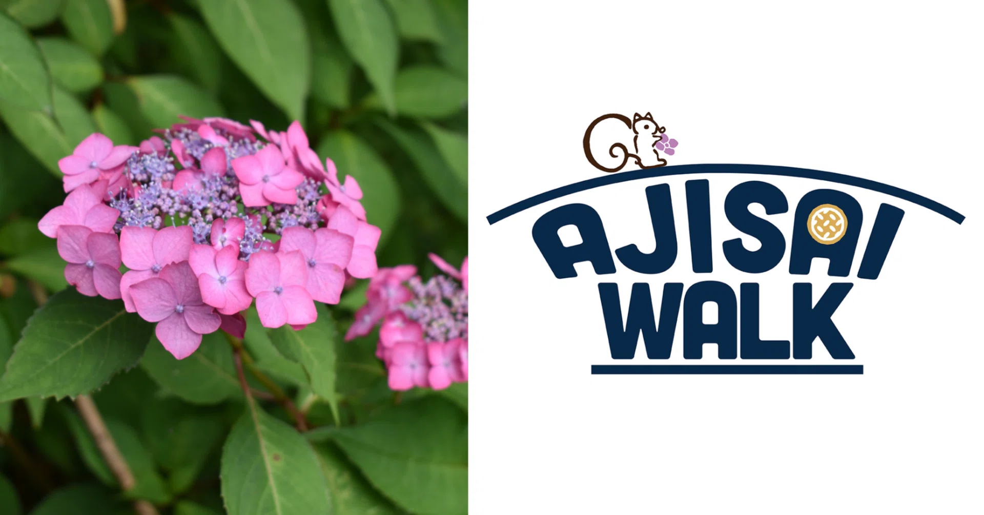 AJISAI WALK💠あじさい50周年記念「紫陽花さんぽ」｜鎌倉紅谷