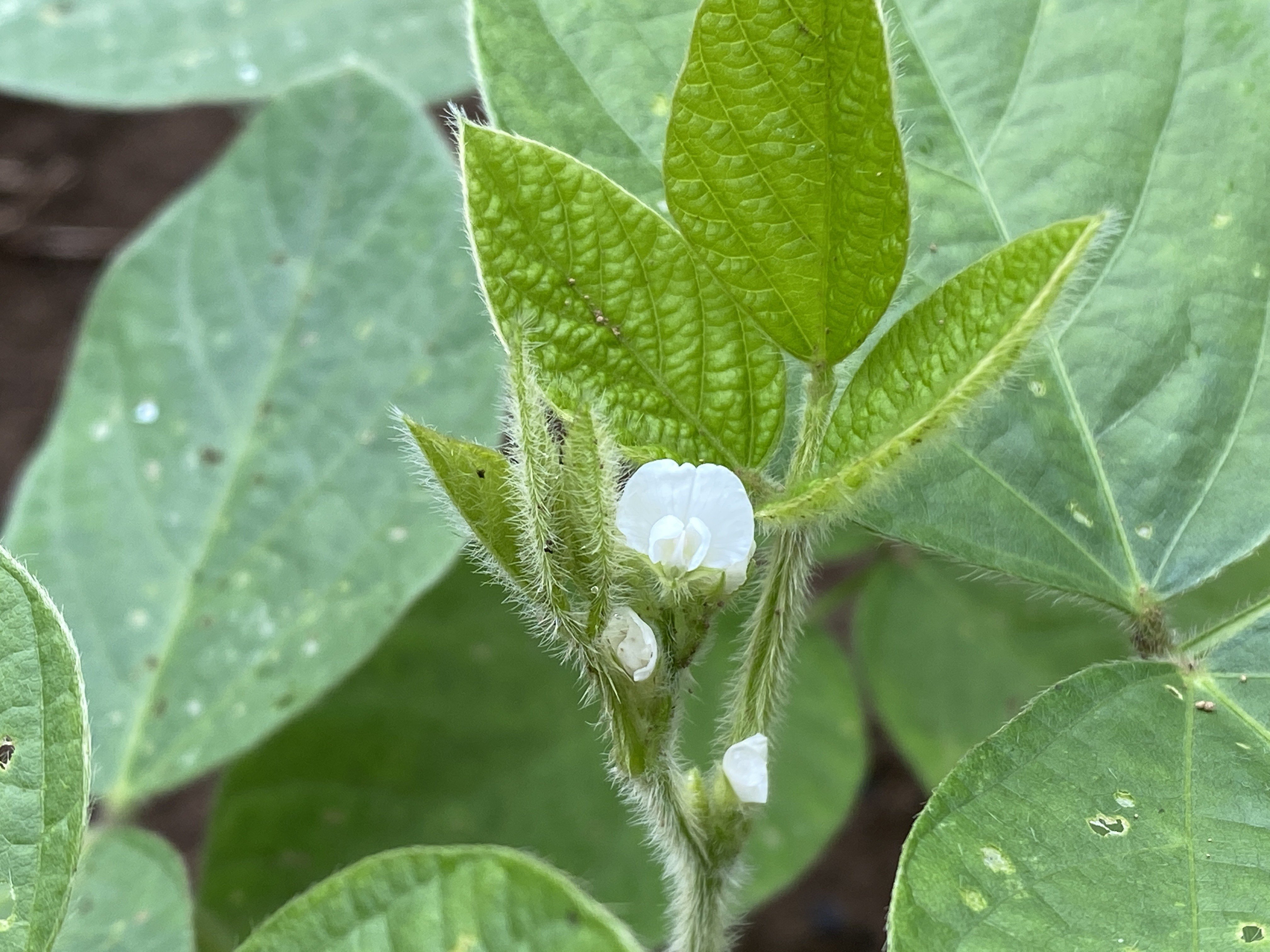 枝豆の花 S H Note 枝豆の花 S H Note