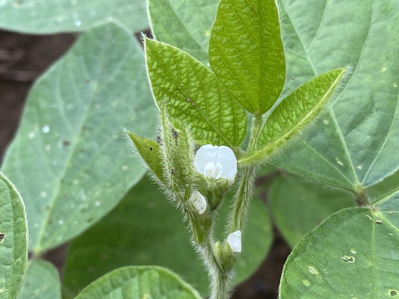 枝豆の花 S H Note