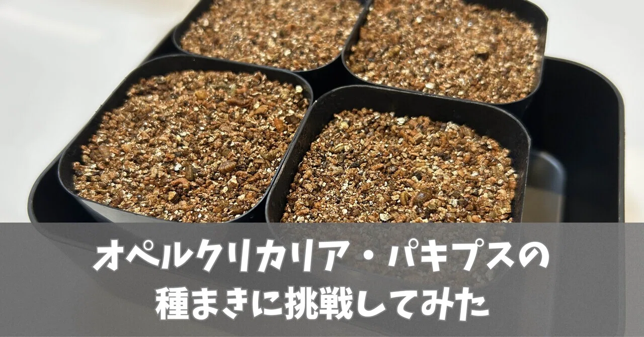 珍奇植物‼️レア種　ハンバティ・ミルラオリーブ　実生選抜株 植物初心者がオペルクリカリア・パキプスの種まきに挑戦してみた！｜F