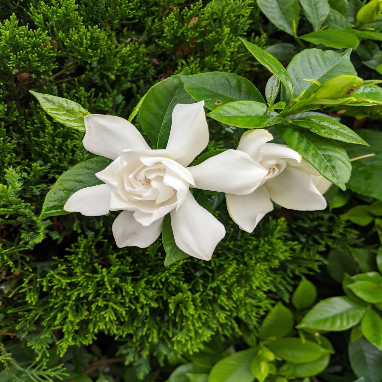 クチナシと黄飯 おうはん 陽紫 ハレムラサキ Note